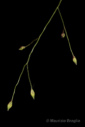 Immagine 7 di 7 - Panicum capillare L.