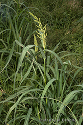 Immagine 1 di 7 - Echinochloa crusgalli (L.) P. Beauv.