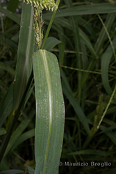 Immagine 5 di 7 - Echinochloa crusgalli (L.) P. Beauv.