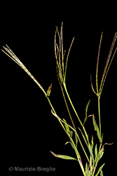 Immagine 3 di 9 - Digitaria sanguinalis (L.) Scop.
