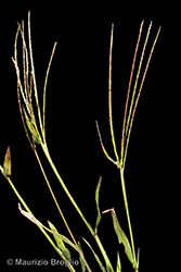 Immagine 4 di 9 - Digitaria sanguinalis (L.) Scop.