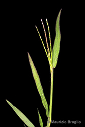 Immagine 5 di 9 - Digitaria sanguinalis (L.) Scop.