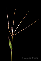 Immagine 6 di 9 - Digitaria sanguinalis (L.) Scop.