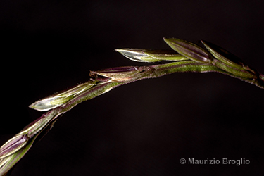 Immagine 7 di 9 - Digitaria sanguinalis (L.) Scop.