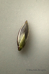 Immagine 8 di 9 - Digitaria sanguinalis (L.) Scop.