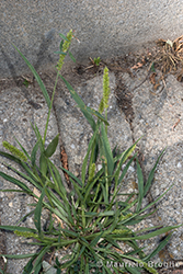 Immagine 1 di 6 - Setaria verticillata (L.) P. Beauv.