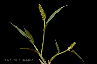 Immagine 3 di 6 - Setaria verticillata (L.) P. Beauv.