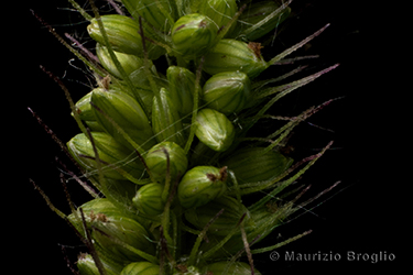 Immagine 6 di 6 - Setaria verticillata (L.) P. Beauv.