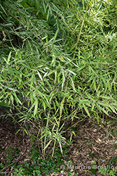 Immagine 1 di 8 - Phyllostachys aurea Carrière ex Rivière & C. Rivière