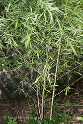 Immagine 2 di 8 - Phyllostachys aurea Carrière ex Rivière & C. Rivière