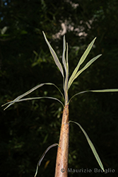 Immagine 6 di 8 - Phyllostachys aurea Carrière ex Rivière & C. Rivière