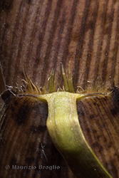 Immagine 8 di 8 - Phyllostachys aurea Carrière ex Rivière & C. Rivière