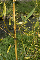Immagine 5 di 9 - Phyllostachys viridis (R.A.Young) McClure
