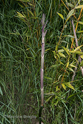 Immagine 6 di 9 - Phyllostachys viridis (R.A.Young) McClure