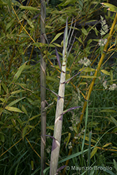 Immagine 7 di 9 - Phyllostachys viridis (R.A.Young) McClure