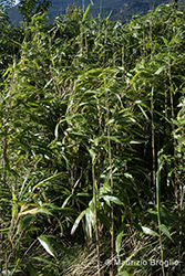 Immagine 2 di 7 - Pseudosasa japonica (Siebold & Zucc. ex Steud.) Makino ex Nakai
