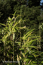 Immagine 4 di 7 - Pseudosasa japonica (Siebold & Zucc. ex Steud.) Makino ex Nakai