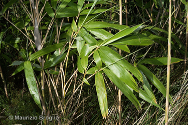 Immagine 5 di 7 - Pseudosasa japonica (Siebold & Zucc. ex Steud.) Makino ex Nakai