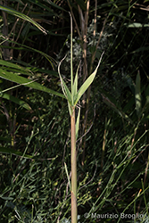 Immagine 6 di 7 - Pseudosasa japonica (Siebold & Zucc. ex Steud.) Makino ex Nakai