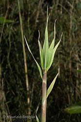 Immagine 7 di 7 - Pseudosasa japonica (Siebold & Zucc. ex Steud.) Makino ex Nakai