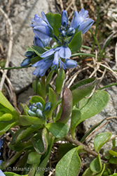 Immagine 11 di 11 - Polygala alpina (Poir. ex DC.) Steud.