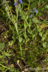 Immagine 2 di 8 - Polygala alpestris Rchb.