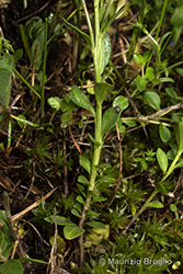 Immagine 3 di 8 - Polygala alpestris Rchb.