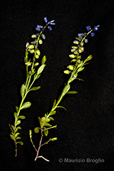 Immagine 4 di 8 - Polygala alpestris Rchb.