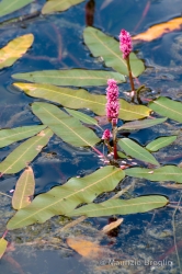 Immagine 4 di 5 - Persicaria amphibia (L.) Delarbre