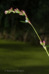Immagine 3 di 4 - Persicaria hydropiper (L.) Delarbre