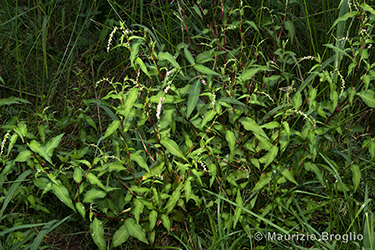 Immagine 4 di 4 - Persicaria hydropiper (L.) Delarbre