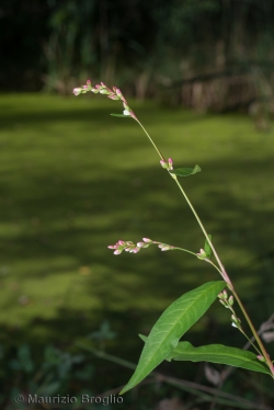 Persicaria hydropiper (L.) Delarbre