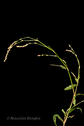 Immagine 2 di 7 - Persicaria mitis (Schrank) Assenov