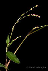 Immagine 3 di 7 - Persicaria mitis (Schrank) Assenov