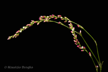 Immagine 4 di 7 - Persicaria mitis (Schrank) Assenov