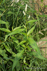 Immagine 3 di 9 - Persicaria maculosa Gray