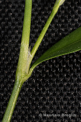 Immagine 6 di 9 - Persicaria maculosa Gray