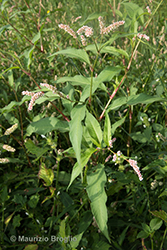 Immagine 2 di 11 - Persicaria lapathifolia (L.) Delarbre