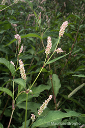 Immagine 3 di 11 - Persicaria lapathifolia (L.) Delarbre