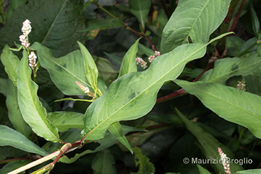 Immagine 4 di 11 - Persicaria lapathifolia (L.) Delarbre