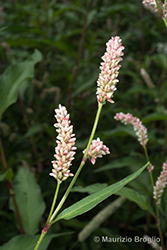 Immagine 6 di 11 - Persicaria lapathifolia (L.) Delarbre