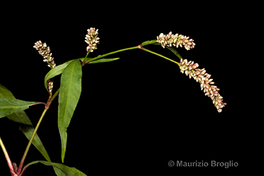 Immagine 7 di 11 - Persicaria lapathifolia (L.) Delarbre
