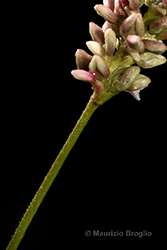 Immagine 8 di 11 - Persicaria lapathifolia (L.) Delarbre