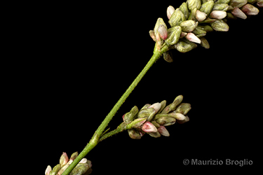 Immagine 9 di 11 - Persicaria lapathifolia (L.) Delarbre