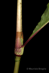Immagine 10 di 11 - Persicaria lapathifolia (L.) Delarbre