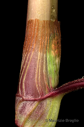 Immagine 11 di 11 - Persicaria lapathifolia (L.) Delarbre