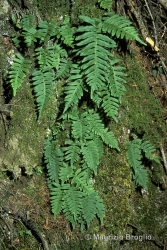 Immagine 1 di 4 - Polypodium vulgare L.