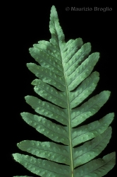 Immagine 3 di 4 - Polypodium vulgare L.