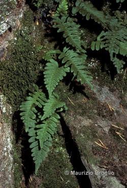 Polypodium vulgare L.