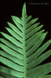 Immagine 4 di 5 - Polypodium cambricum L.